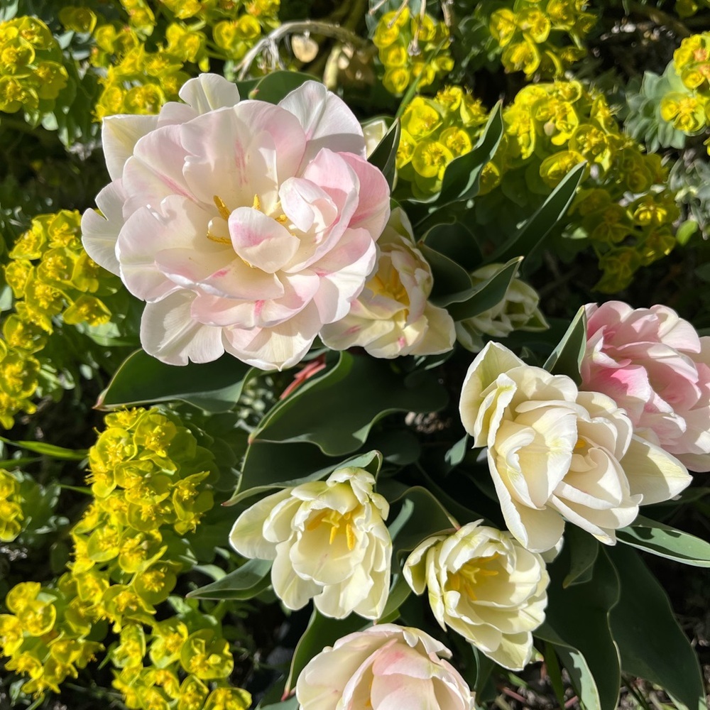 Extra Shipping Label